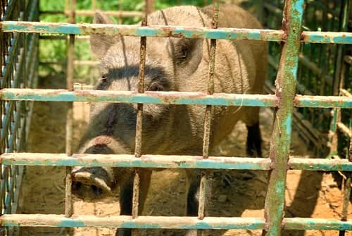 捕獲したイノシシ