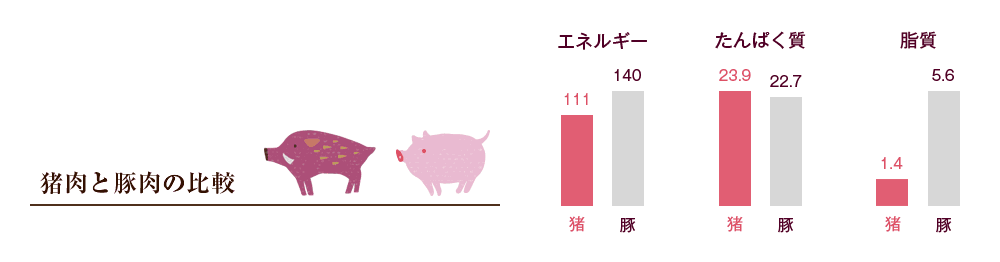 猪肉と豚肉の栄養比較